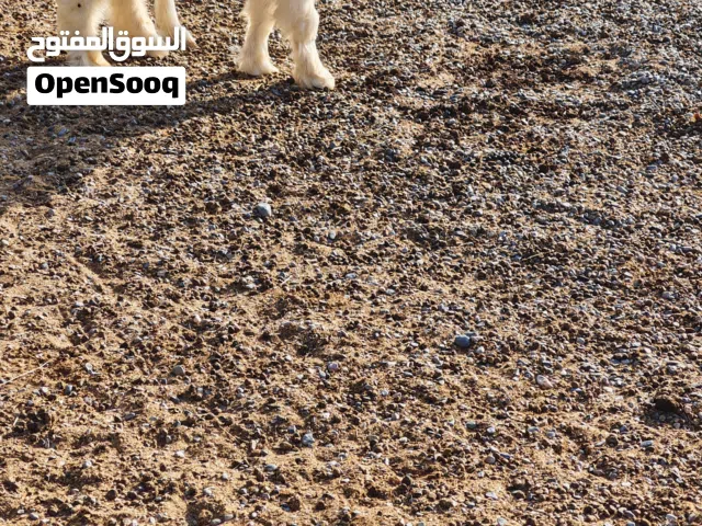 للبيع جدايا مشاريع فحول معرفات
