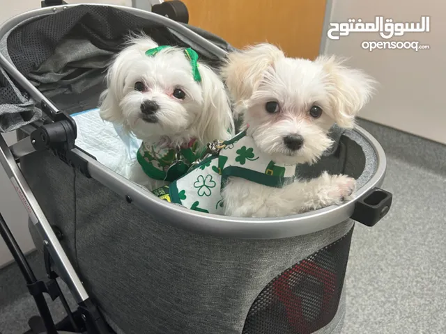 Welcoming & Playful Maltese Puppies