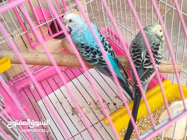 عصفير استرالي للبيع