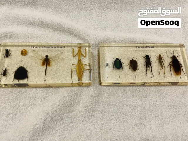 مجموعة تذكار حشرية مميزه