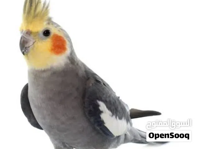 مطلوب كوكتيل اليف واذا صغير احسن