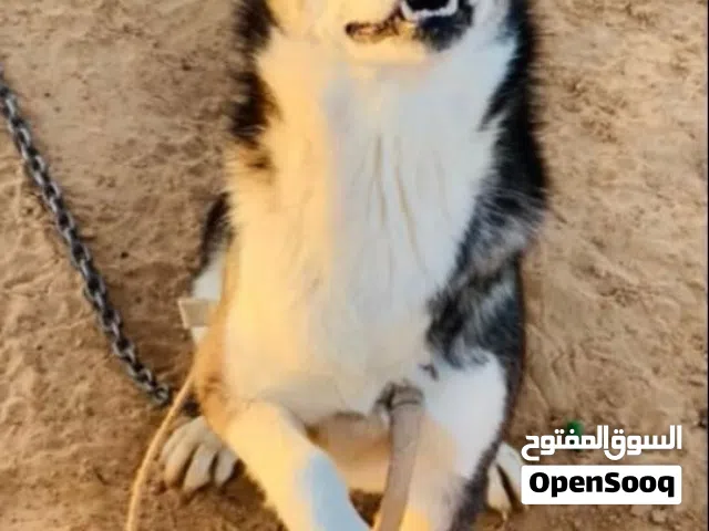 هاسكي اللبيع