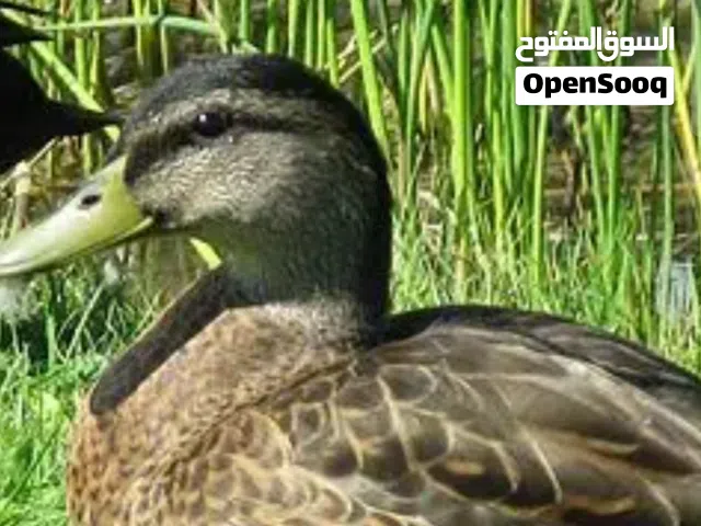 مطلوب وز طائر مهاجر