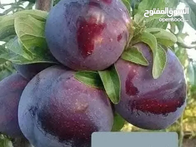 خوخ بلدي معطر الكيلو نقي بيدك عن الشجر