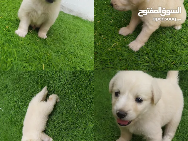 dog's for sale, in good health, 3 weeks available Male and female