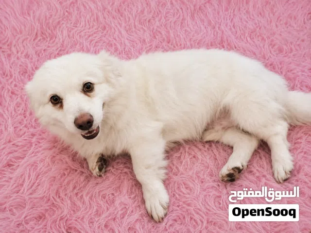 كلب بوميرينيان أبيض جميل للبيع
