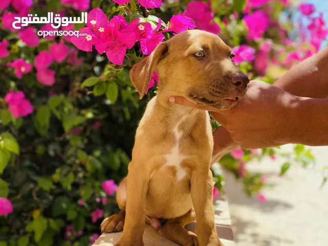 جراوي بيتبول ذكر و نتاية ريد نوز للبيع حاجة ربي يبارك