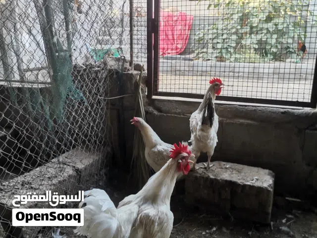 دجاج فرنسي