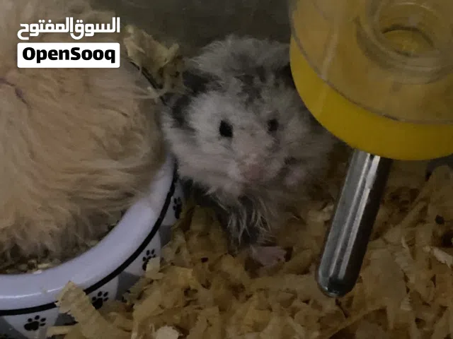 هامستر عدد 3  في 2 سوري ذكور ووحده روسي انثى منتجه معشره حاليا المهتم للبيع كوم كامل