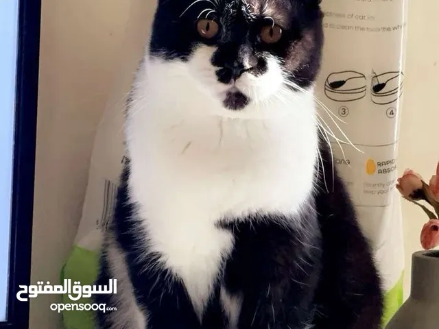 قط ذكر مكس تركيش بريتش مع اغراضه حنوووون جدا واليف مع الجميع ومع الحيوانات ايضا