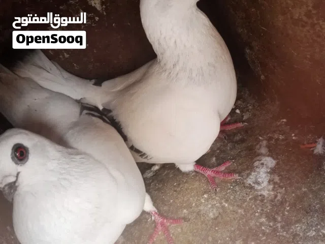 حمام عمري و جوز عصافير