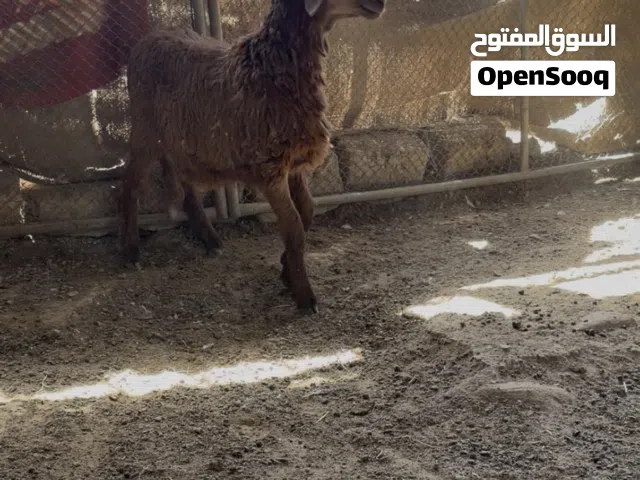 كبش سوداني