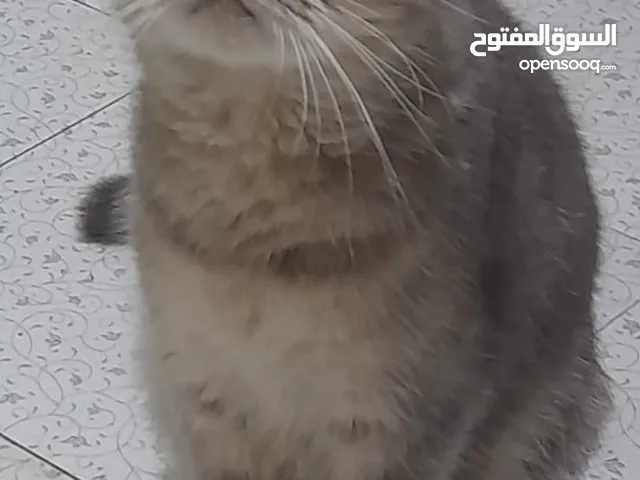 Cats for urgent adoption