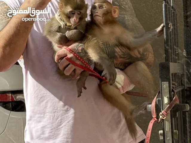 قرد مكاك شورت تيل Monkey