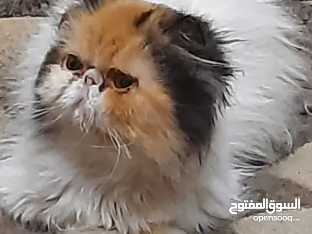 قطه كاليكو فان زورار