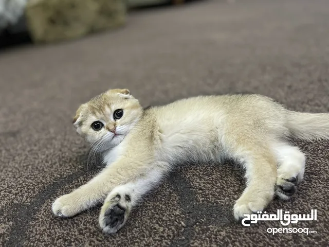 قطة سكوتش فولد للبيع عُمر 60 يوم