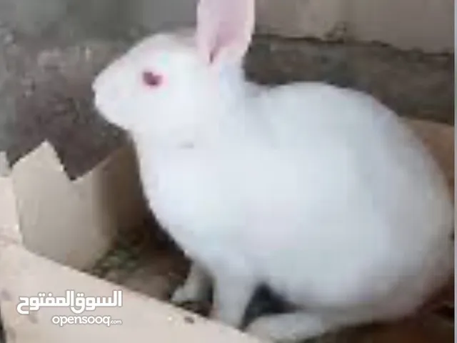 نتايه فرنساوى وزنها 1،650جم 220ج حاجه تحفه