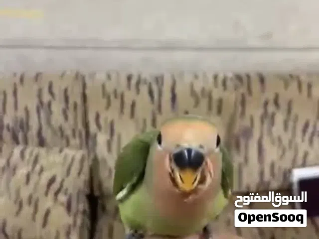 عصفور الروز اذا ناديته يجي