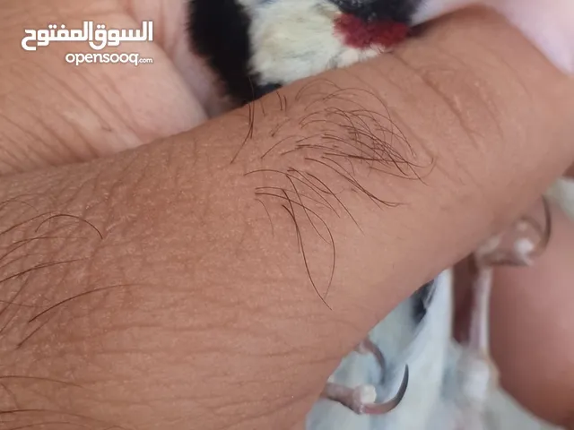 فحلين كوكتيل حبشي فحل حسون جلب فحل كنار جنوبي مستواه ميلادو