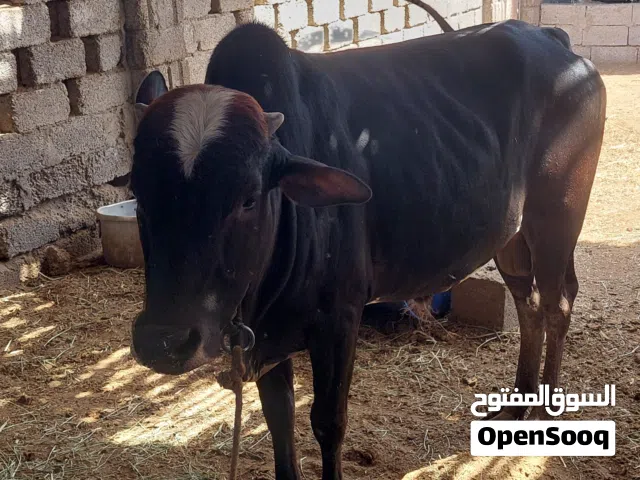 عجل عماني العمر 5سنوات مطلوب 500.80ريال عماني