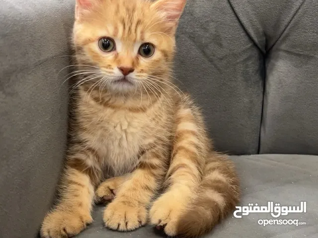 سكوتش ( شهرين )