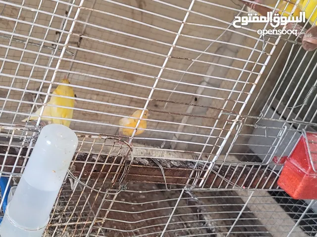 عصافير كنار