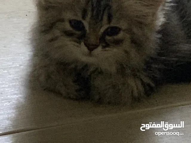 قط هيمالايا كاليكو صغير للبيع