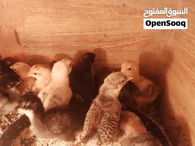 صوص جاج اصلي