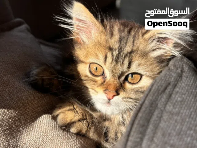 قط شيرازي بني وبيج للبيع