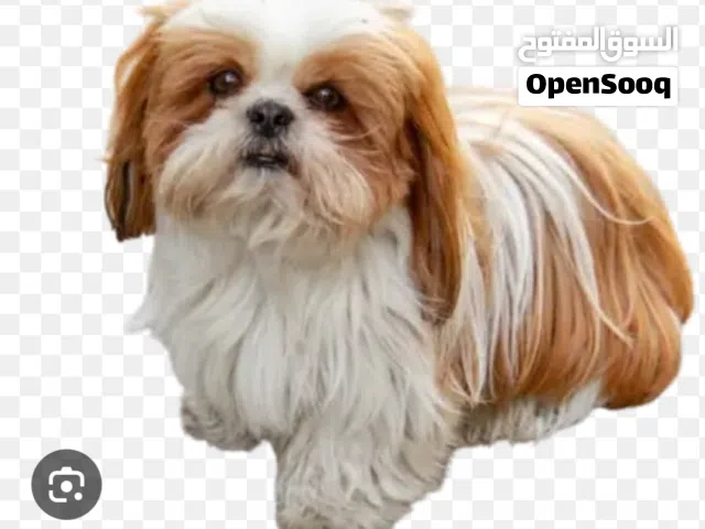 pet dog, shitzuuu bread ,6 month old, vaccinated,