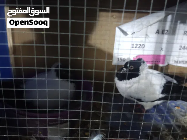 جوز اراباش مع فراخهم + تحتيهم بيض شغالات 100% كل اسبوعين ببيضن جوز كشميريات هومر مع فرخ