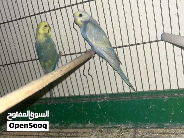 جوز رينبو  بدون قفص