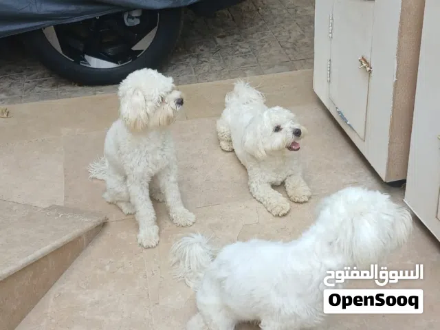 صديق الوافى