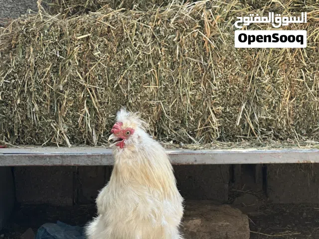 ديك قطني للبيع