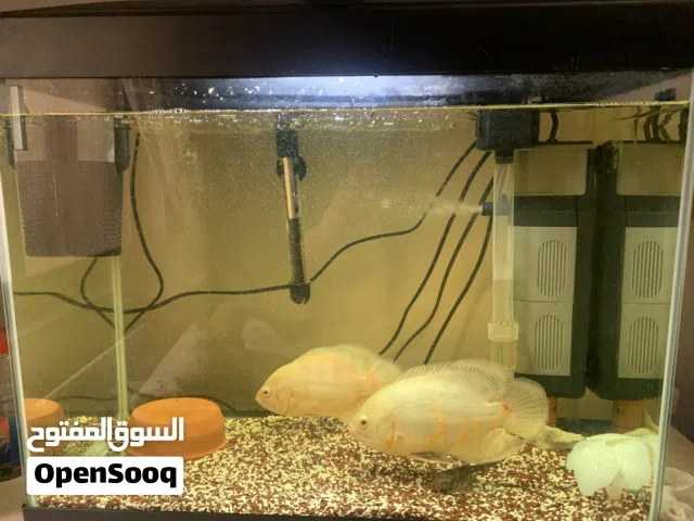 سمك أوسكار مع الحوض