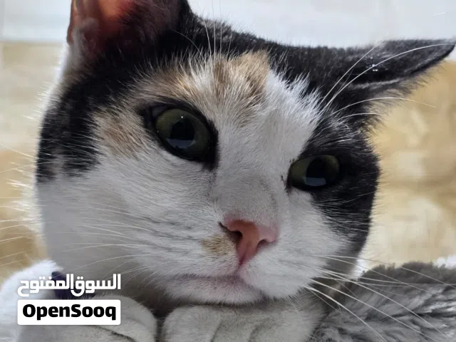 متوفر خدمة استضافة منزلية للقطط دون أقفاص في بيئة نظيفة وآمنة