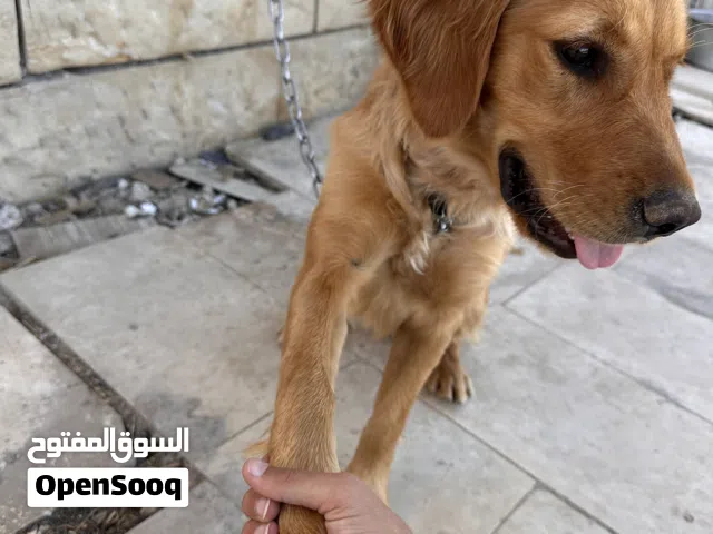 كلب جولدن اصلي صغير ولطيف متدرب ويحب العب جدا وجتماعي بشكل رائع السعر قابل للتفاوض