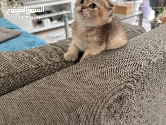 Scottish fold and Scottish straight kitties so adorable