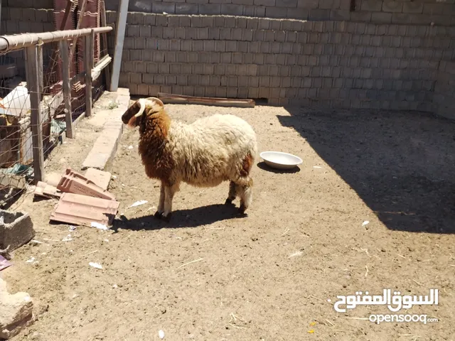 حولي وطني الله يبارك