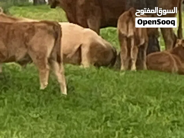 الاستثمار في اسبانيا والحصول على الجنسيه الاسبانيه