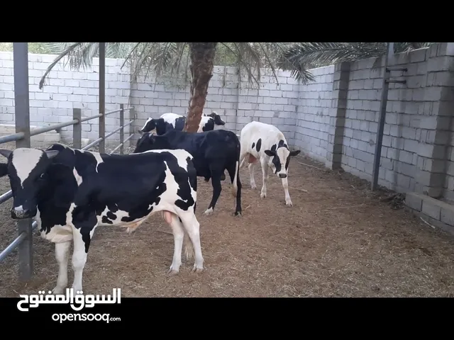 عجول عراقية طيبة