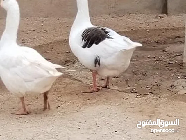 ثلاث طيور وز وصوص