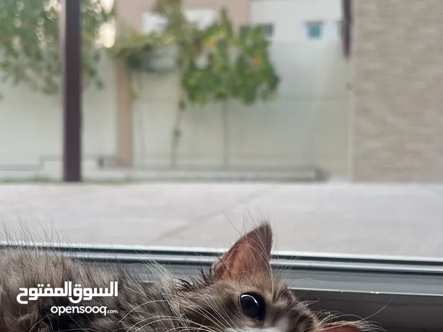 قطوه للتبني بدون رسوم