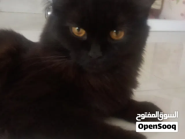 قطه لي البيع