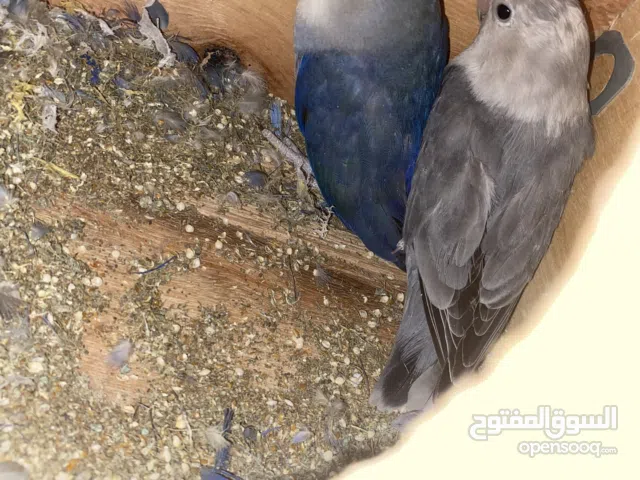 ببغاء الروز مع القفس و وصحة ممتازةو وقريب إنتاج
