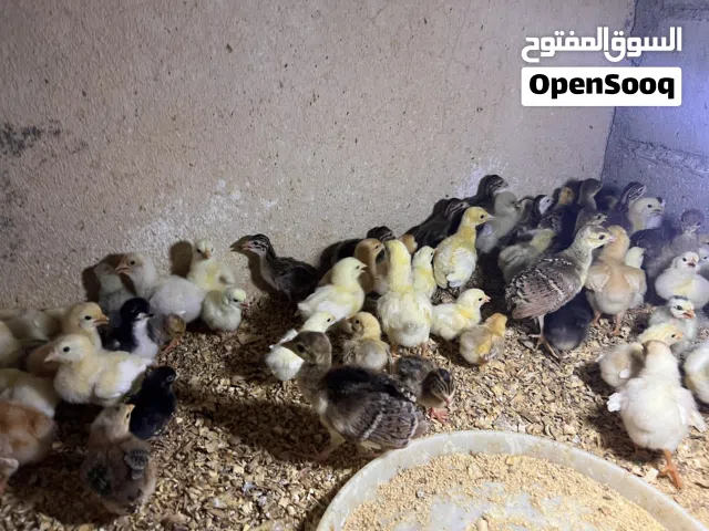 للبيع فروخ.  طاوس.  ابيض و ازرق
