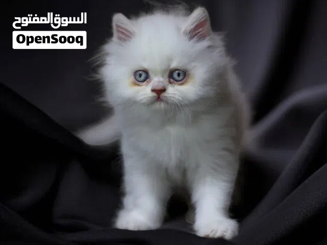 قطه شيرازي للبيع