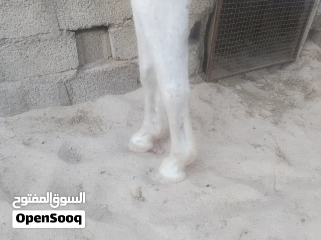 فرس مهجنه للبيع