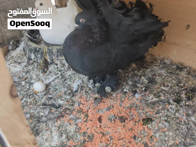 حمام عرايس ودمكش للبيع بصره كرمه علي