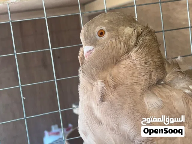 زوج حمام كشاكش للبيع